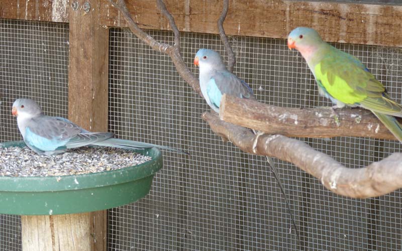 Princess Parrots